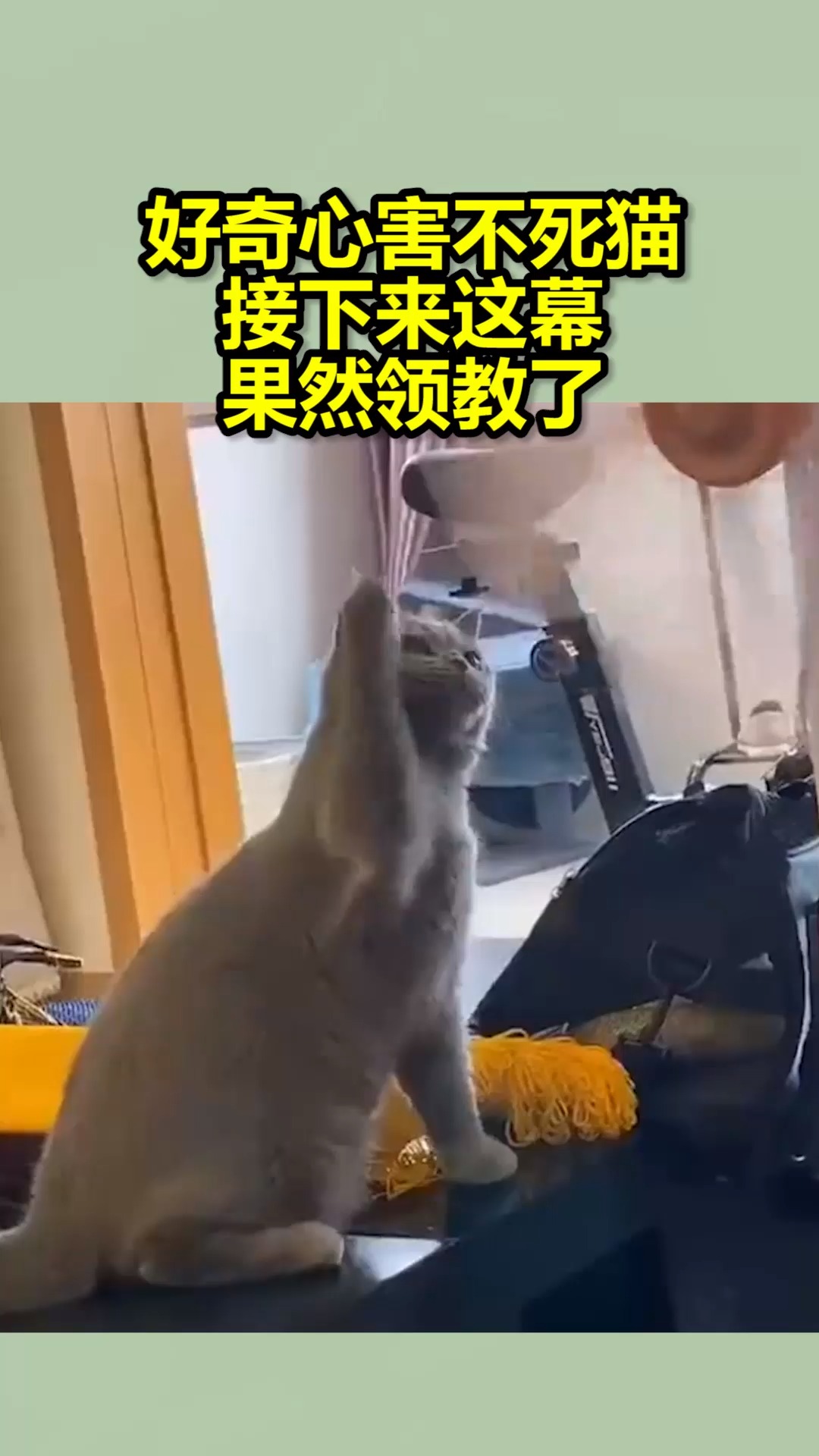 我搞笑你开心好奇心害不死猫真是领教了