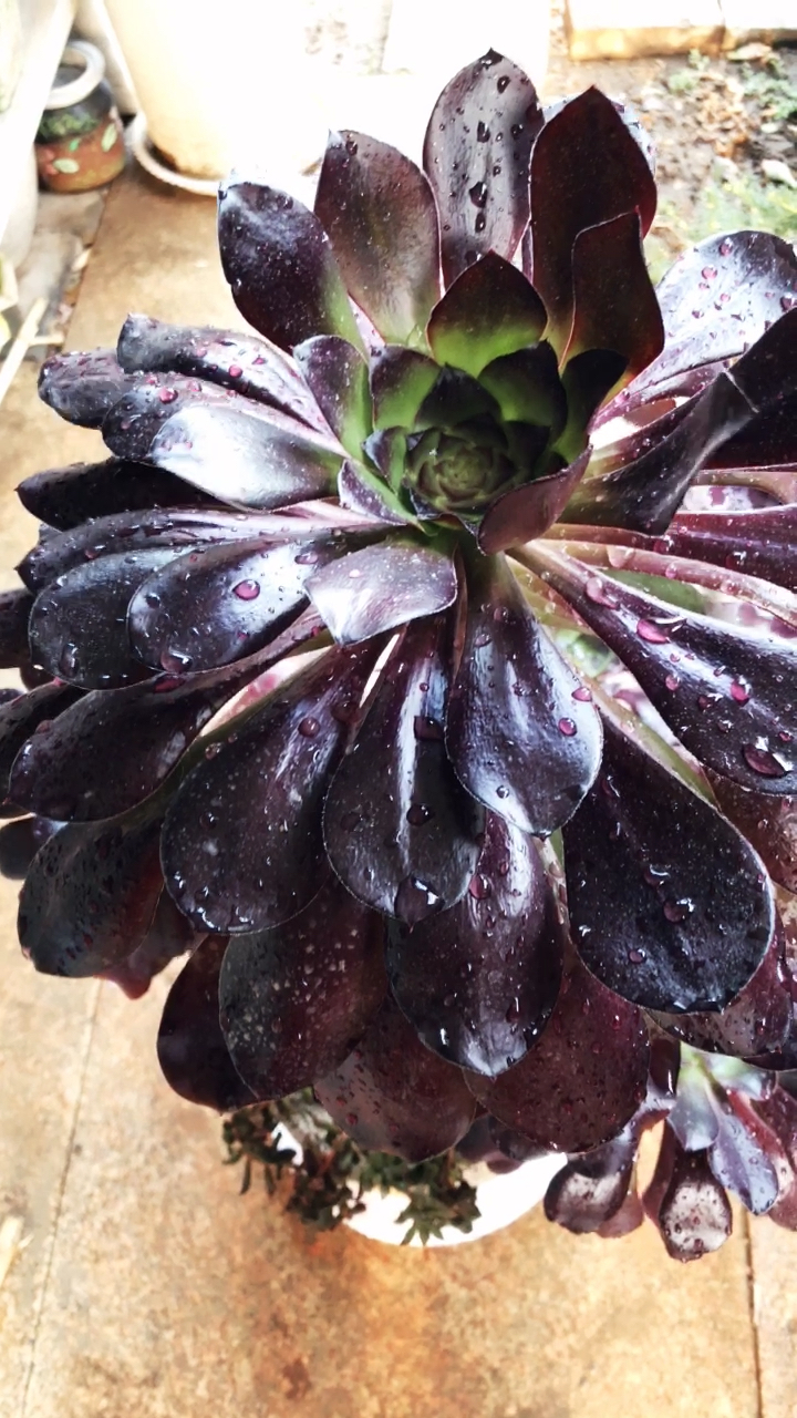 独眼巨人法师大老桩.