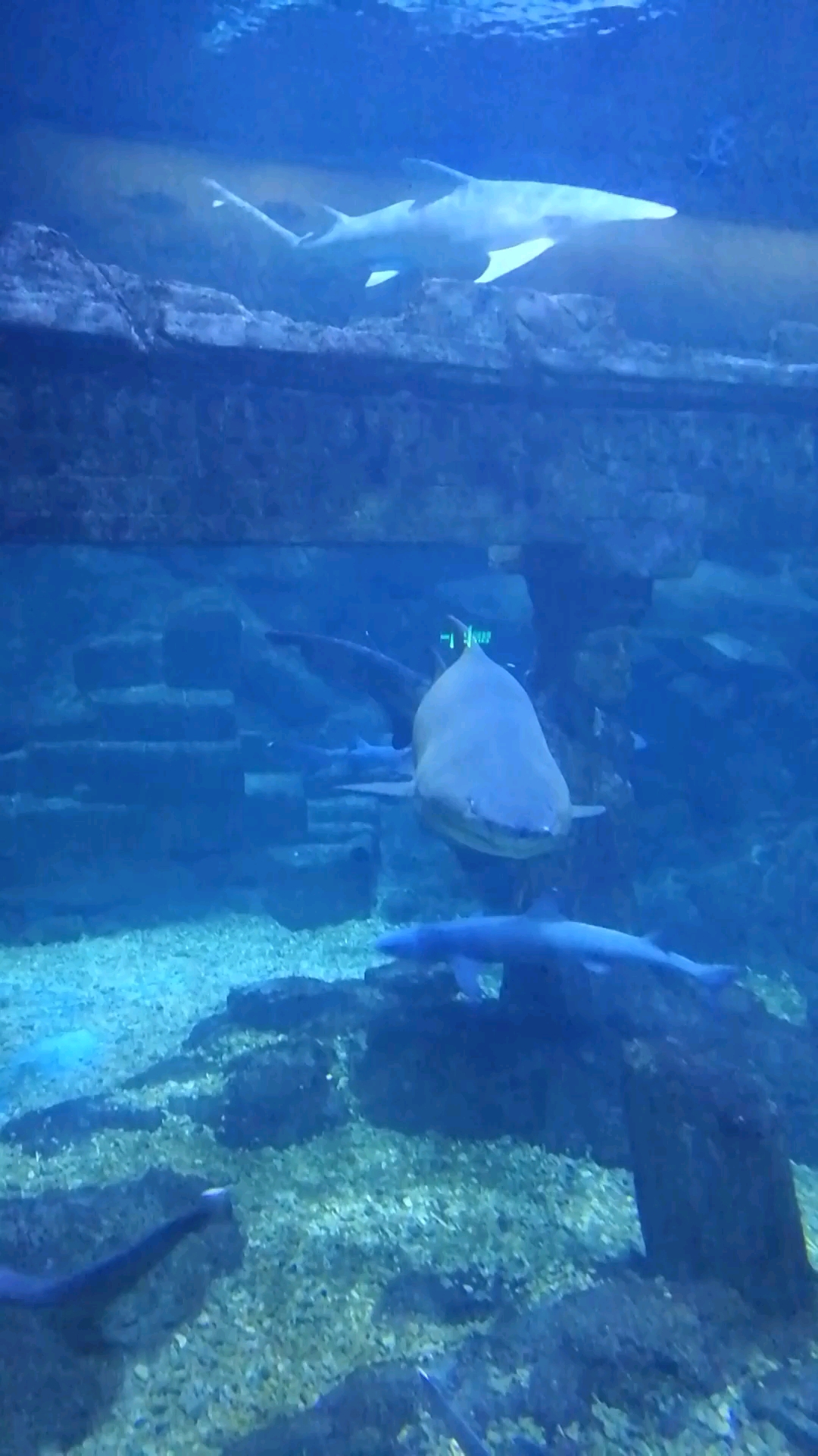 青岛极地海洋世界一大白鲨