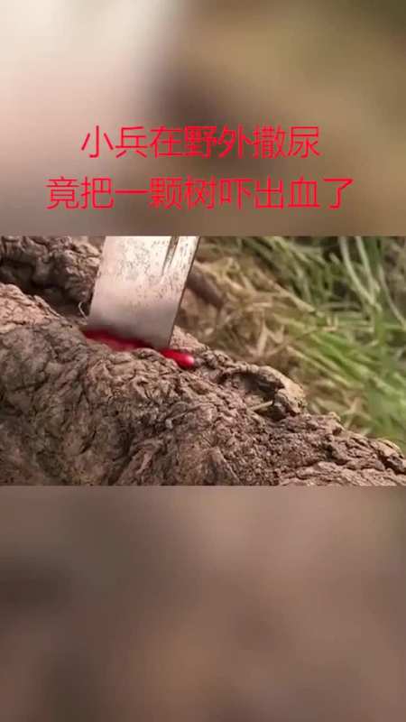 小兵在野外撒尿,竟把一棵树尿出血了