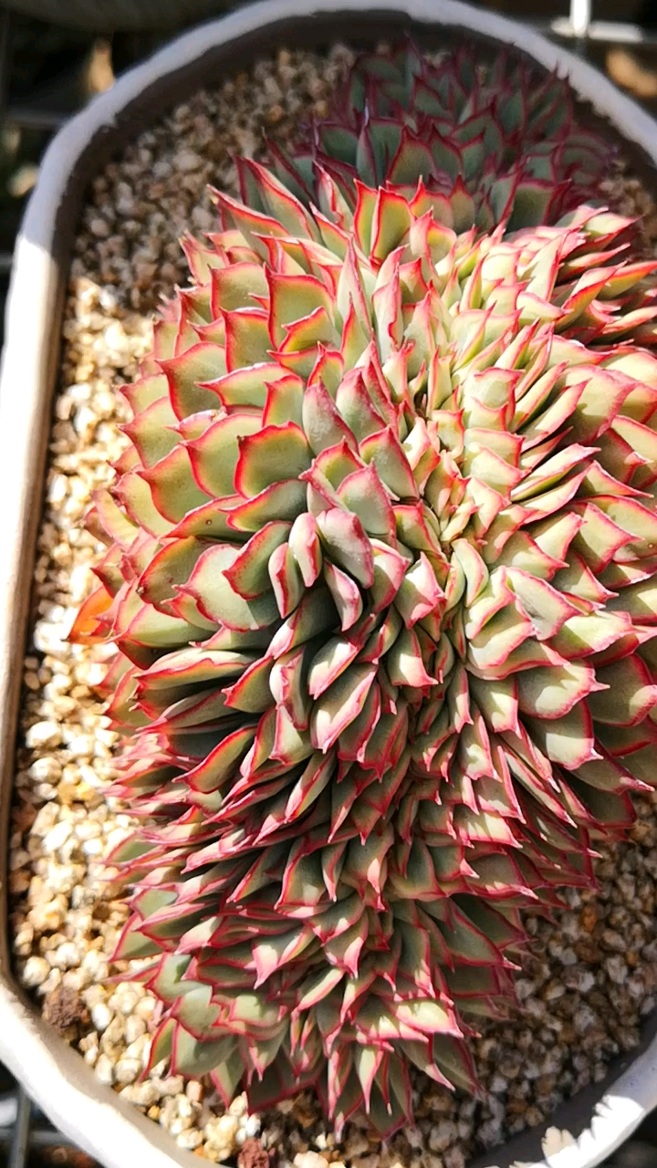 缀化一条龙的月光女神缀化,你喜欢吗?