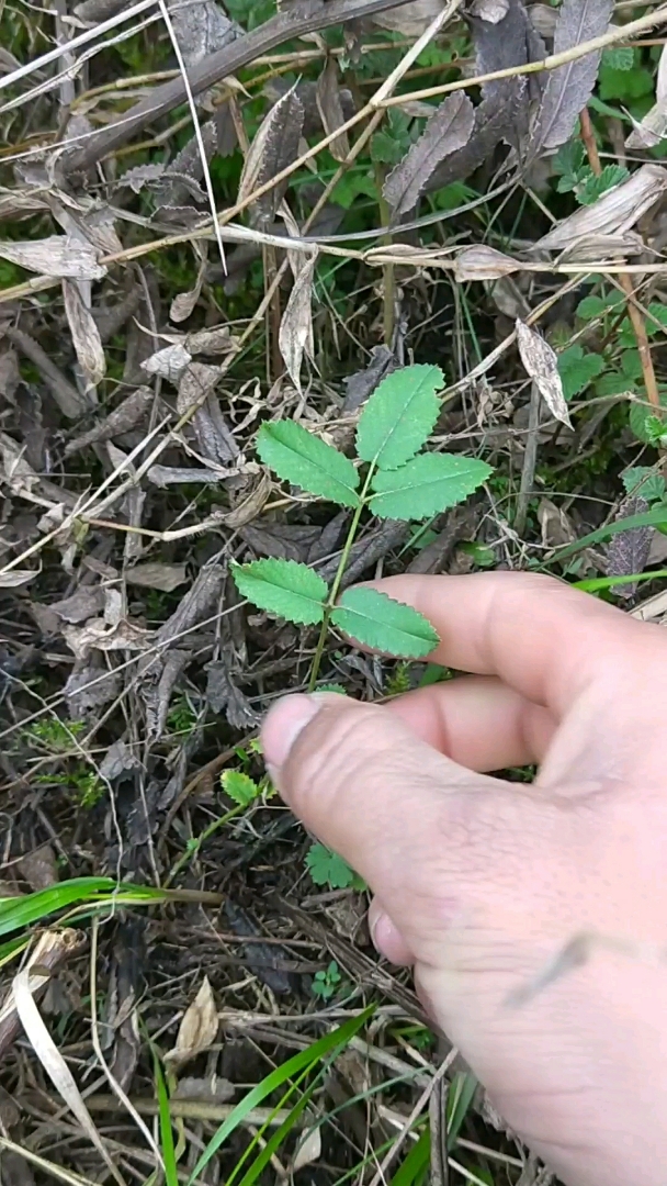 挖草药《枣耳红》