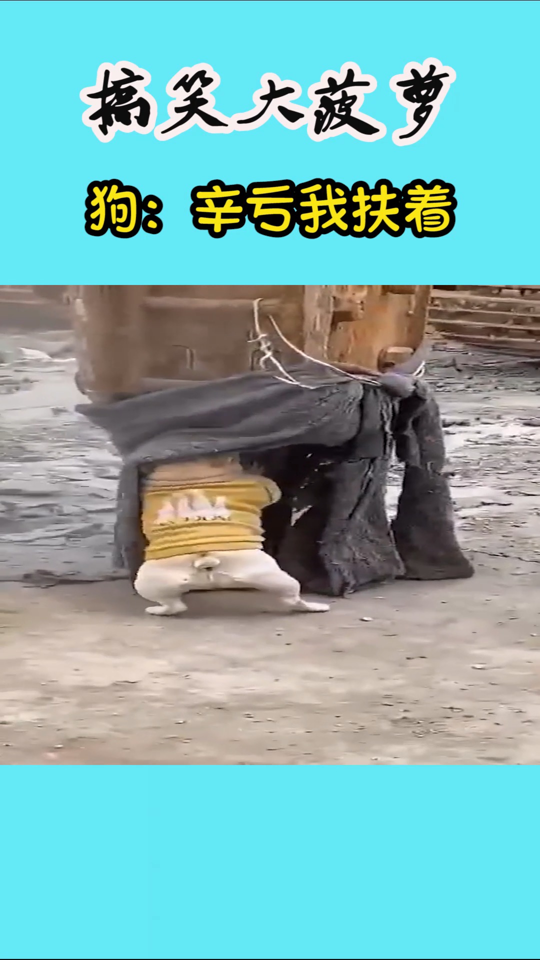 搞笑动物#狗:要不是我扶着钻早就完了