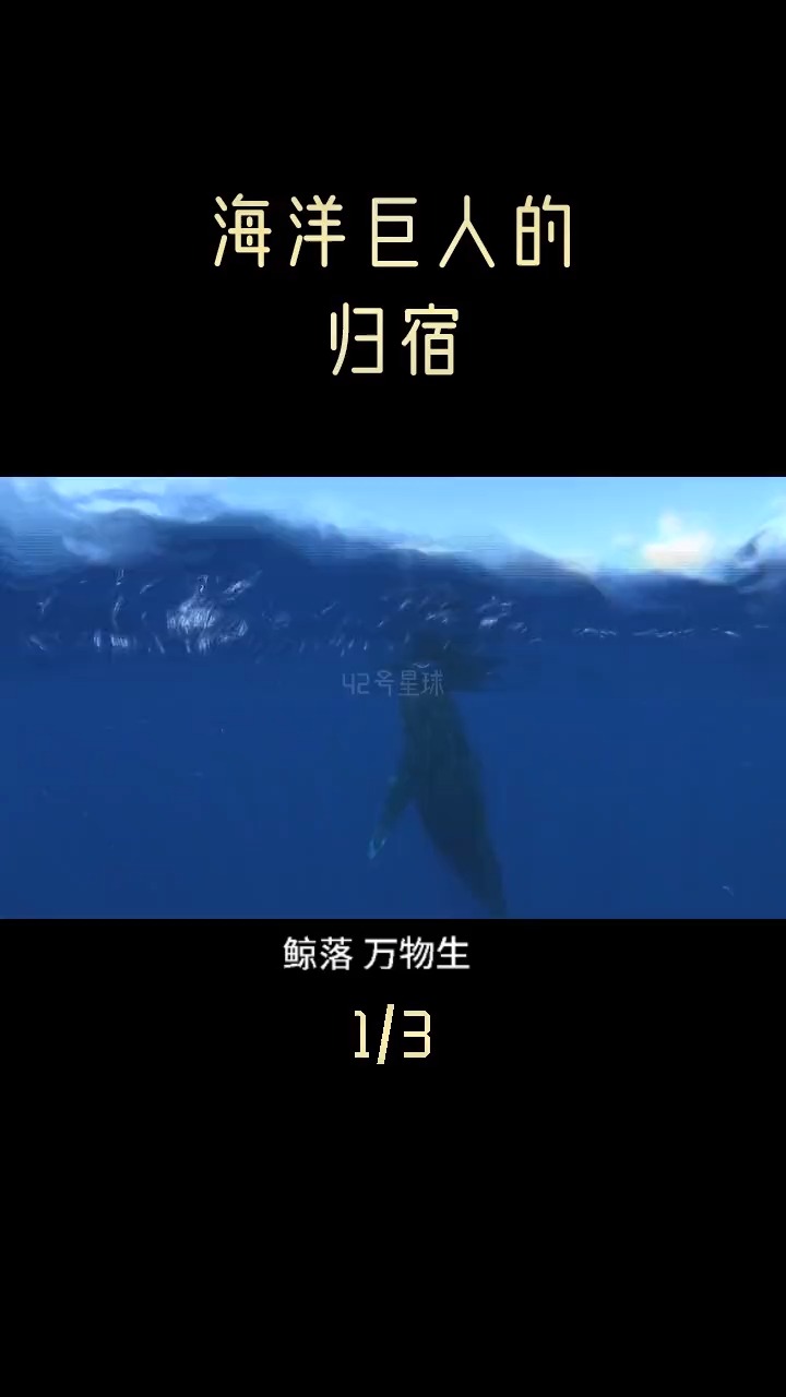 奇闻趣事抢先看#鲸落鲸爆,都是鲸鱼最后的归宿,但却又如此不同