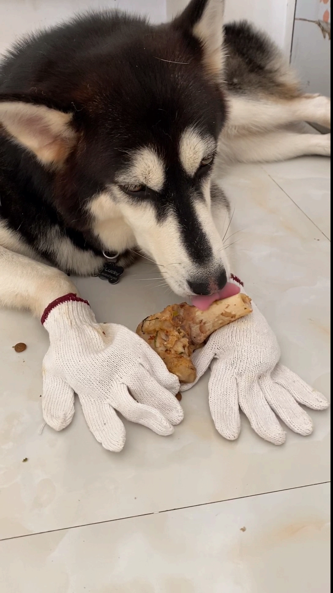 哈士奇#精致的哈士奇,吃东西都要装一下