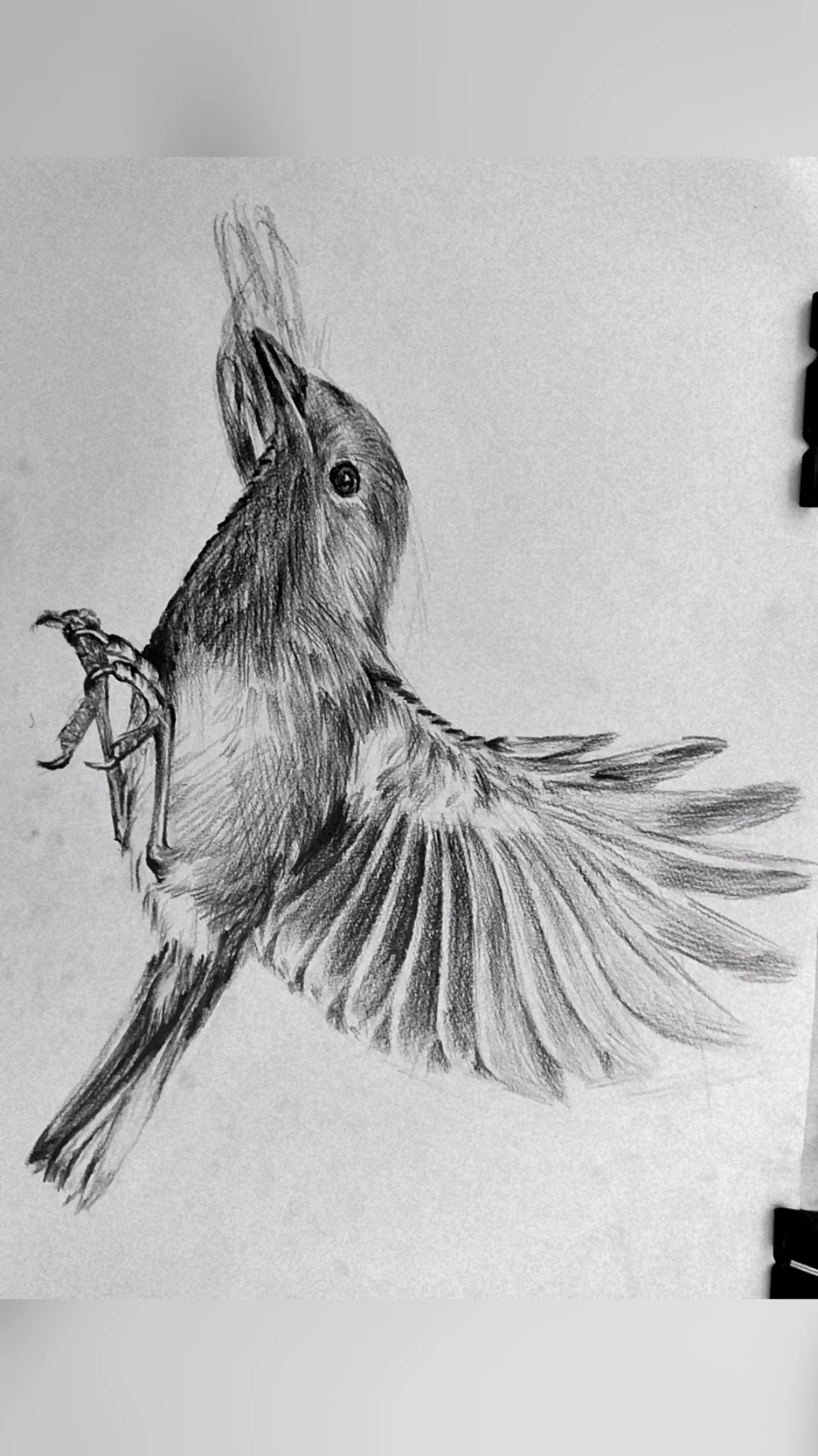 素描动物世界,自由翱翔的小鸟-度小视