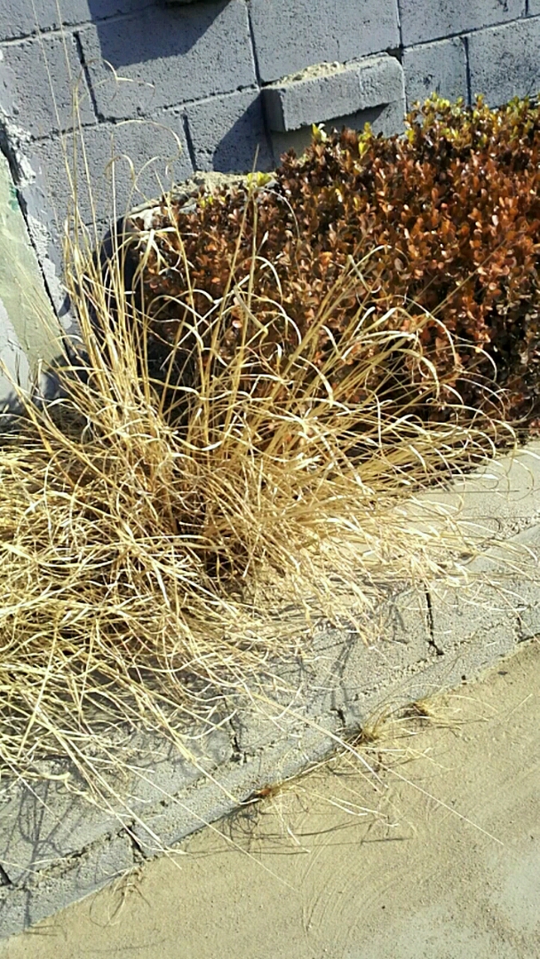 一蓬衰草,哭诉着冬的无情