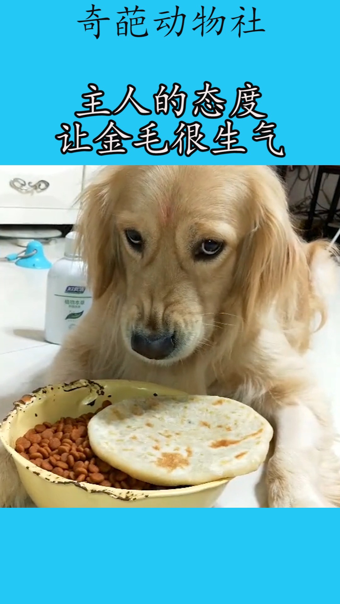 我家萌宠成精了#主人的态度,让金毛很生气