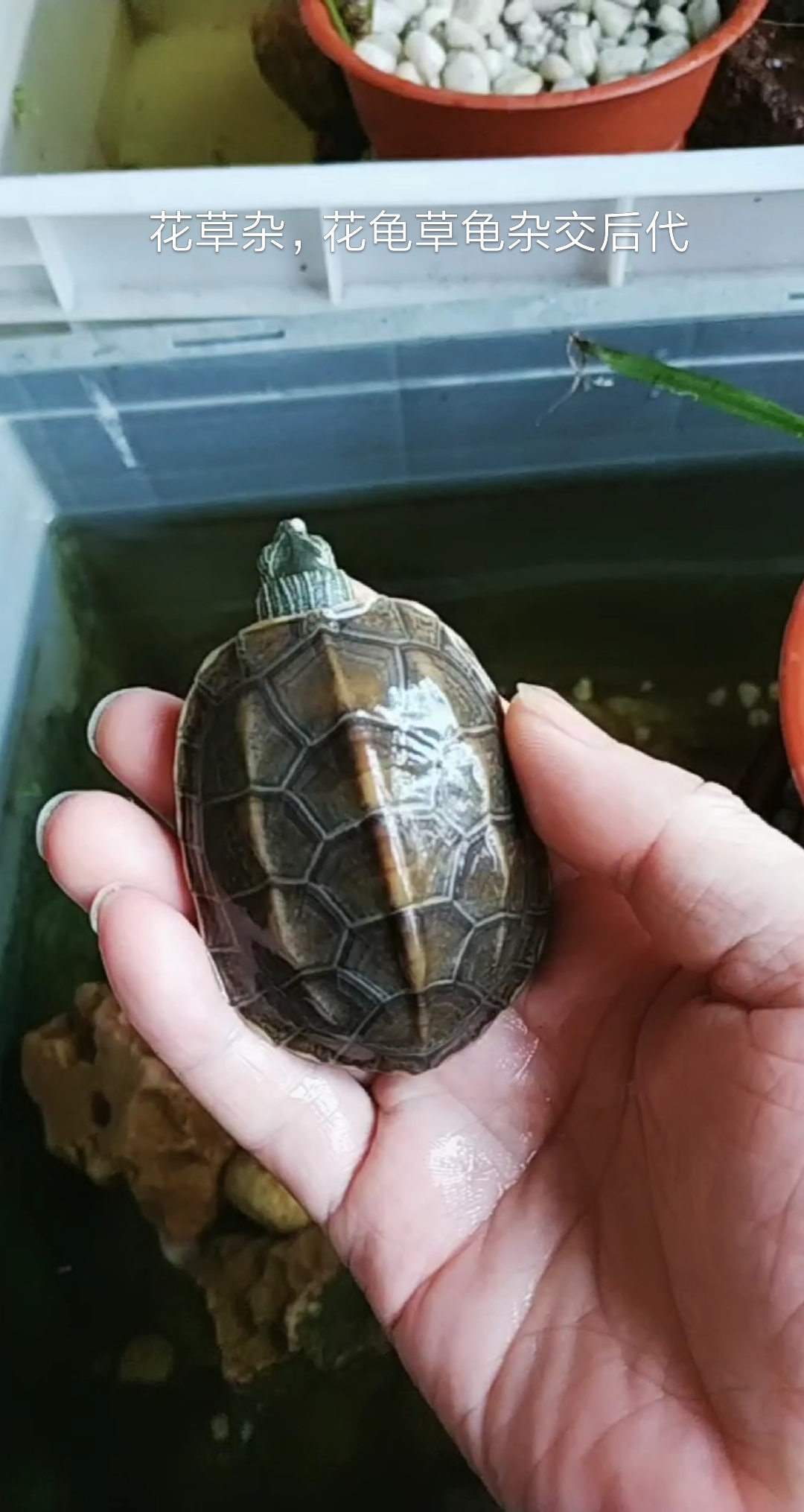 乌龟#集草龟花龟优点于一身的花草杂乌龟