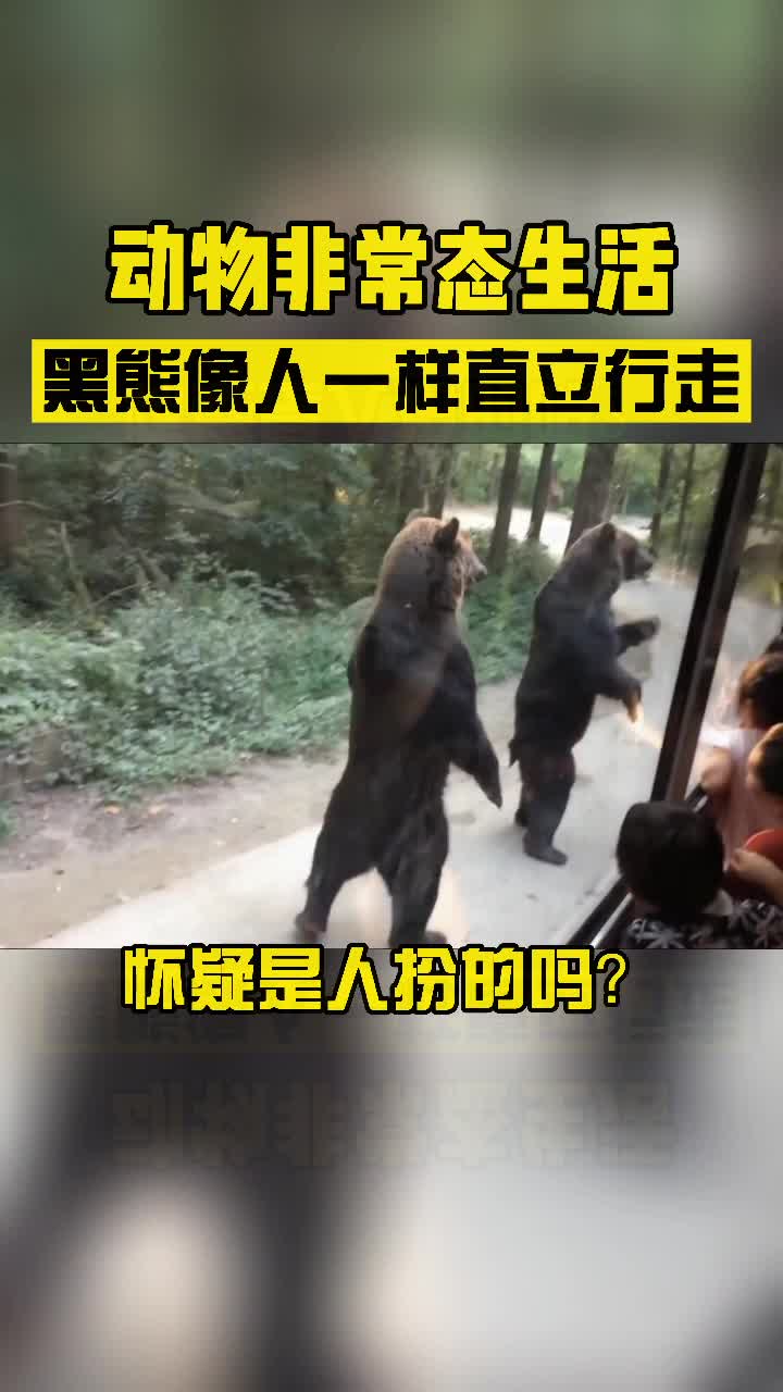 我要上热门#动物的非常态生活,黑熊直立行走