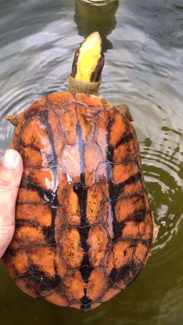 海南成熟金钱龟