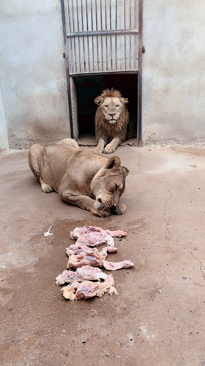 大狮子正在吃肉