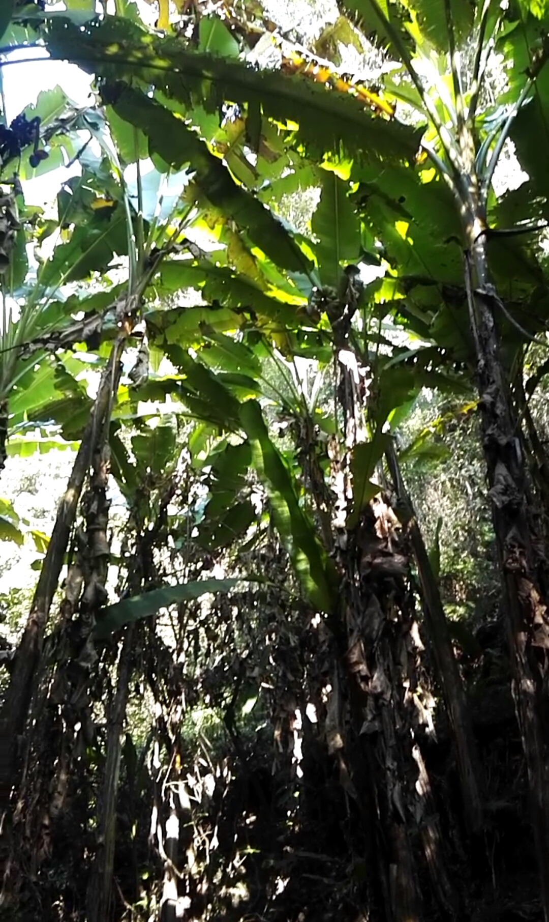 你见过那么高的蕉树吗?