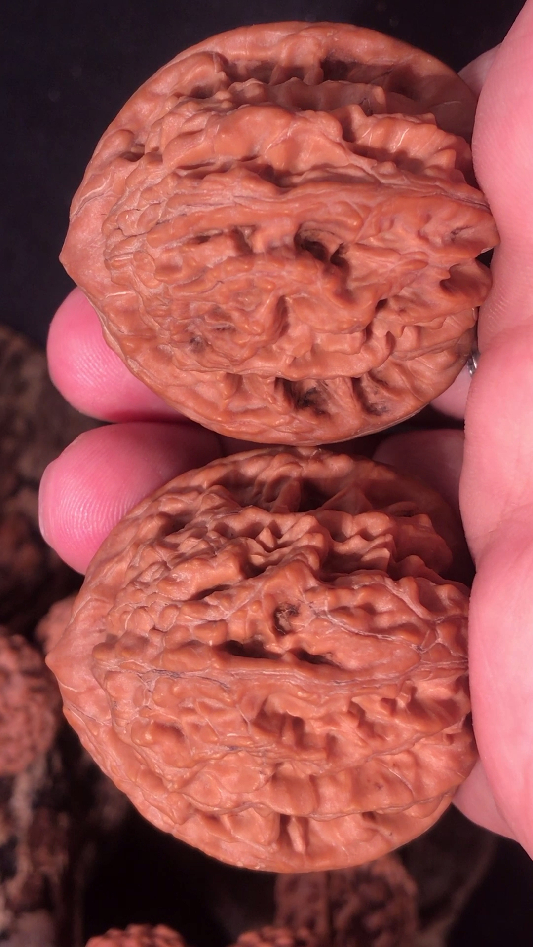 文玩核桃,邢台元宝,后期走色牛津红-度小视