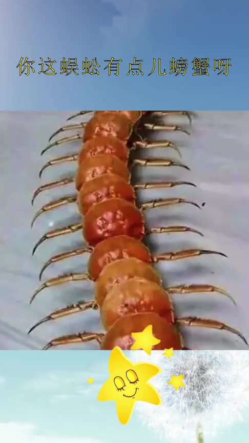 你这蜈蚣有点儿螃蟹呀,是不是变异了