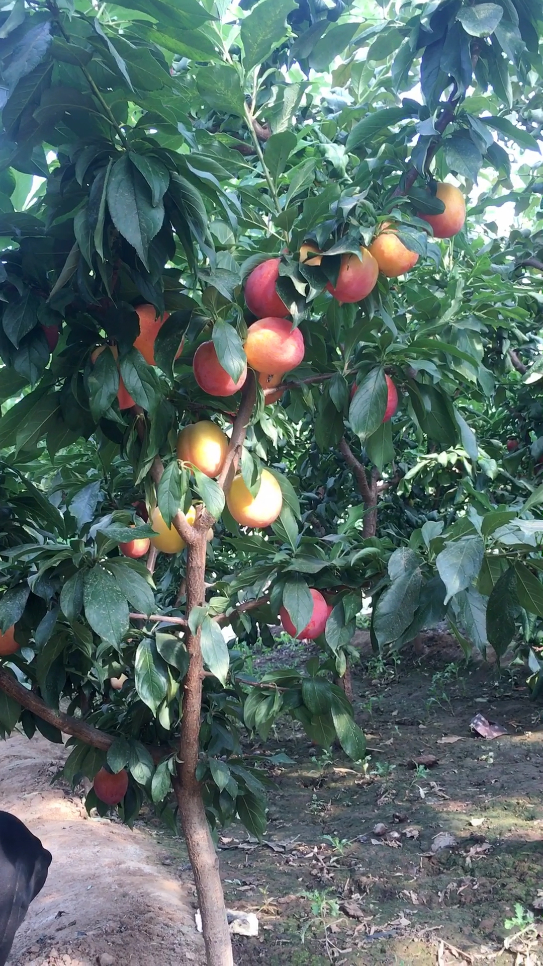 6月7日冷棚的大红袍李子成熟了