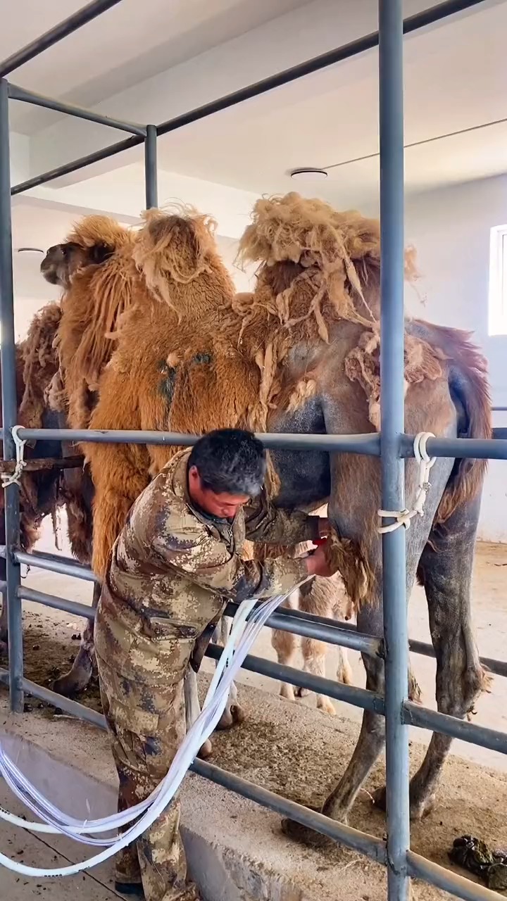我要上热门#挤骆驼奶是一件并不容易的事,而且产量很少