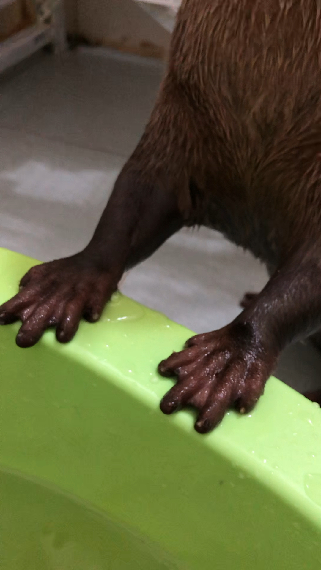 水猴子的手长这样