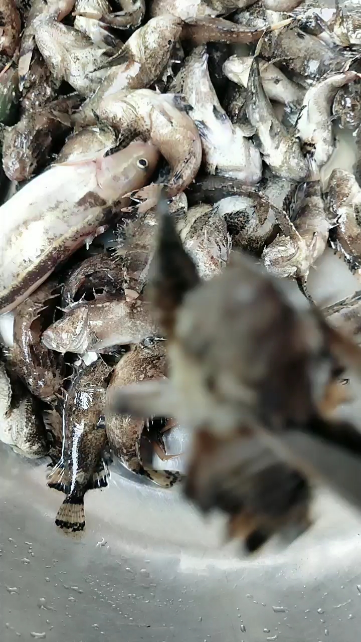 毒鱼,见到可要离远一点