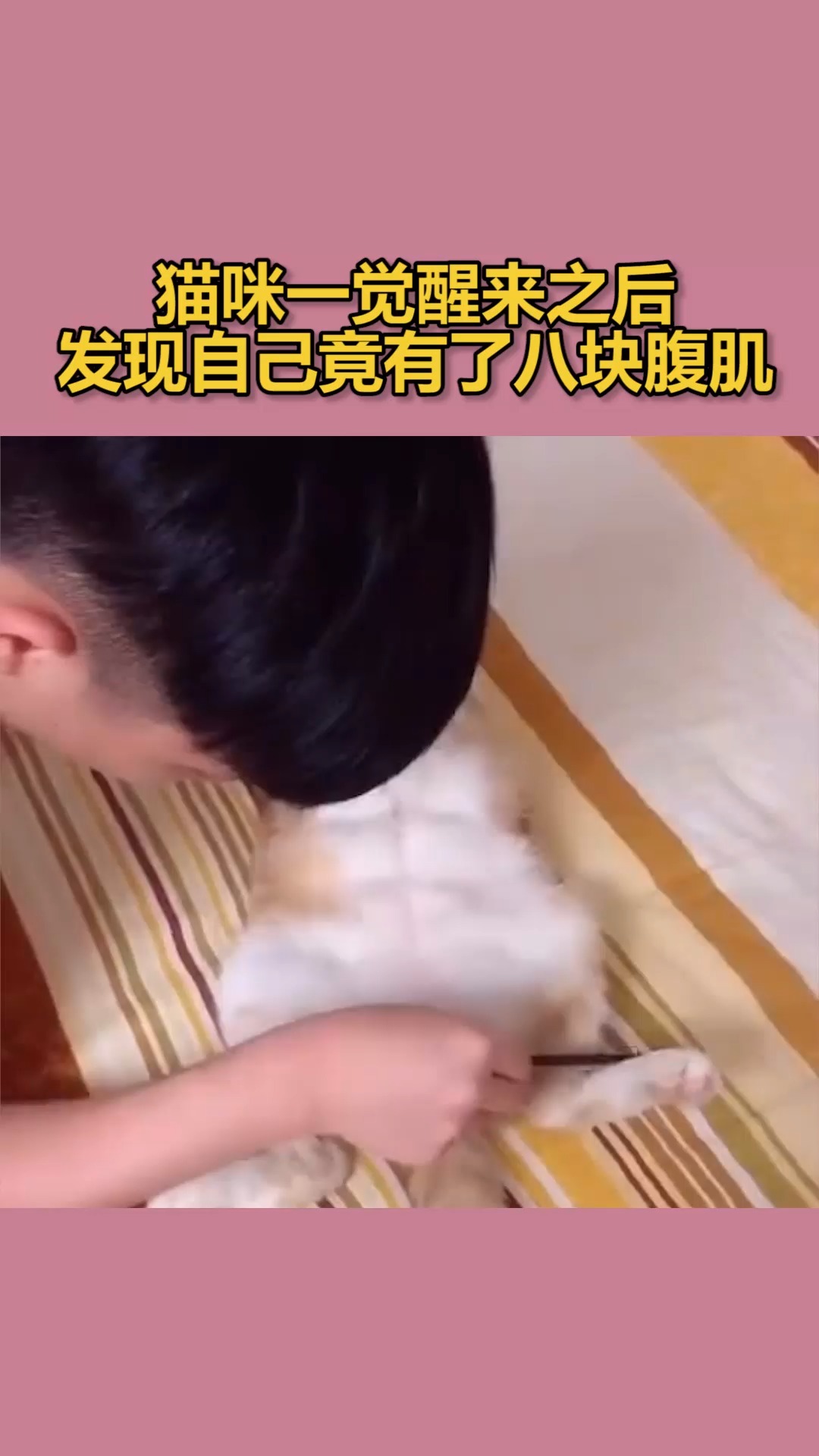 我家萌宠成精了#猫咪一觉醒来之后,发现自己竟有了八块腹肌