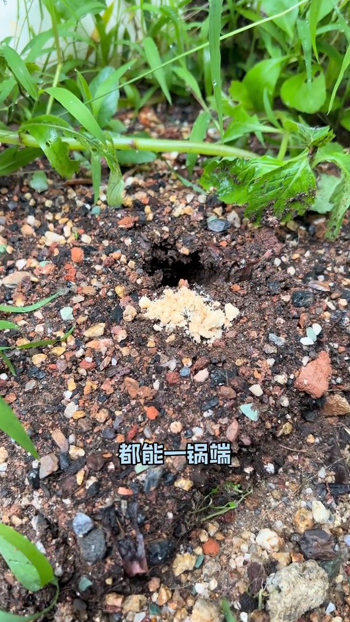 菜地有螞蟻了都可以用這個