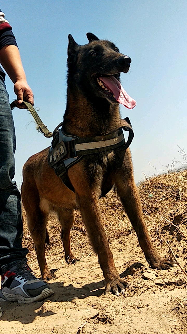 进口马犬种母图片图片