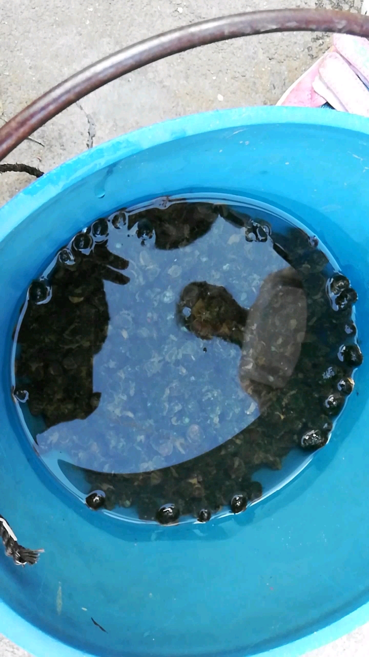 刚抓的石螺,娘家用这个招待我