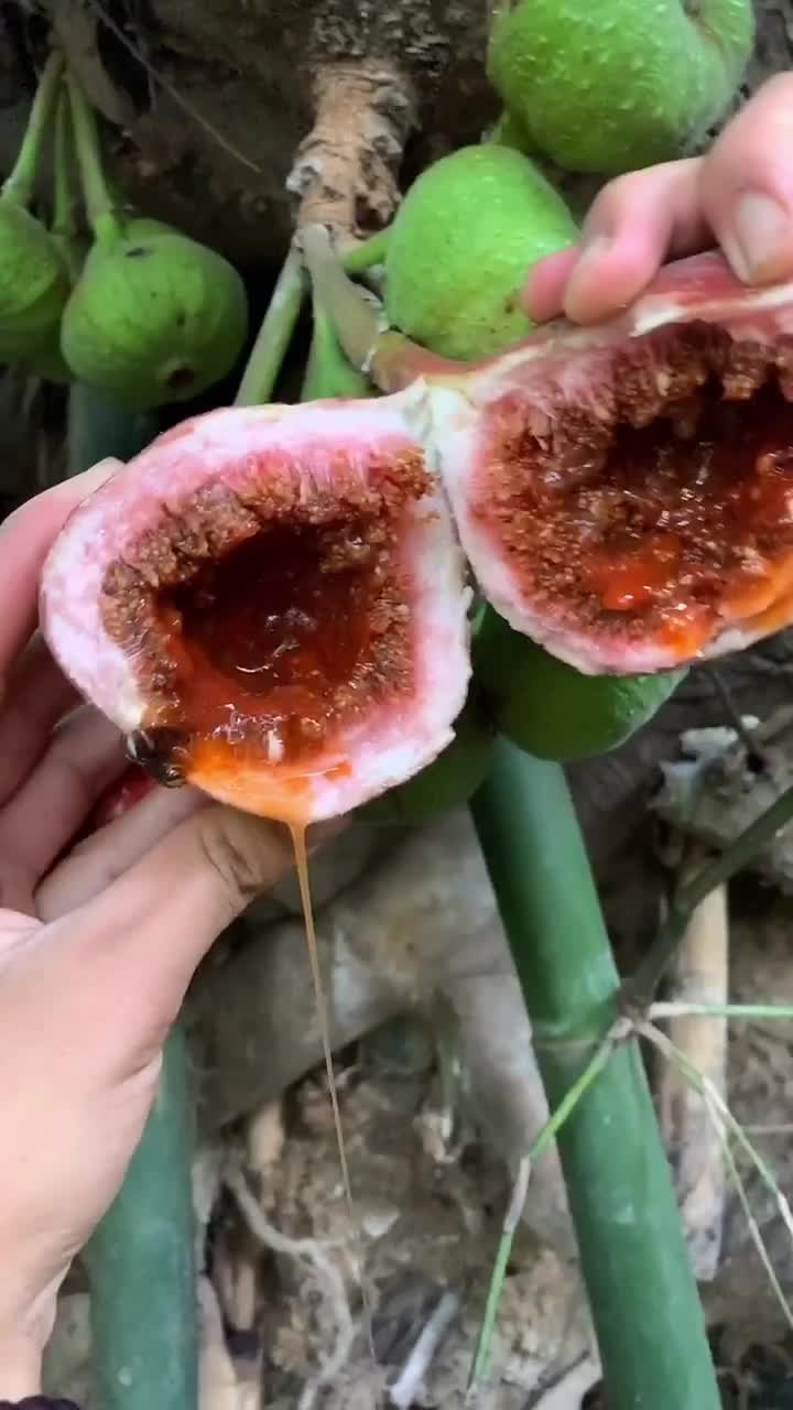 小河边发现的这种叫冰粉果是可以吃的哦!