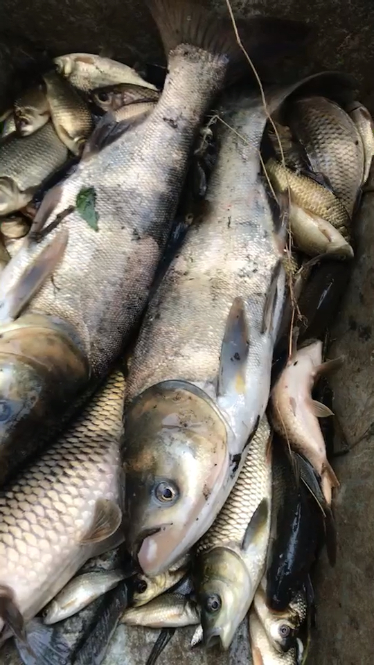 刚打捞上来的鱼