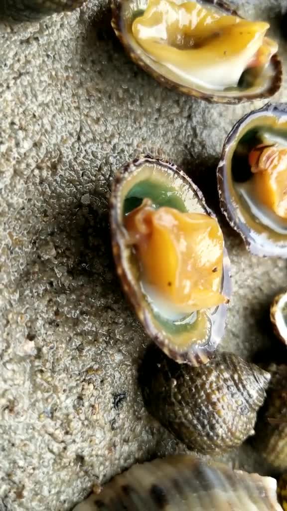 小伙赶海捡螺挖到这铜锅贝看着像鲍鱼来自野生海鲜的美味