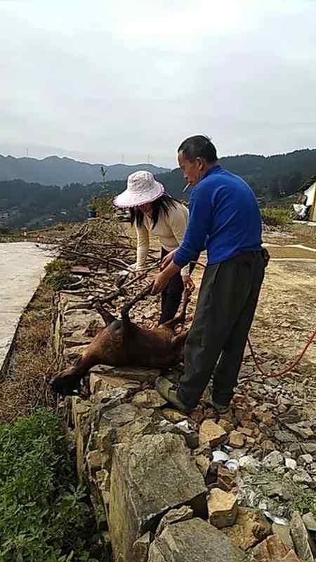 这里过重阳节还是很热闹的杀鸡杀鸭杀羊家家都热闹很