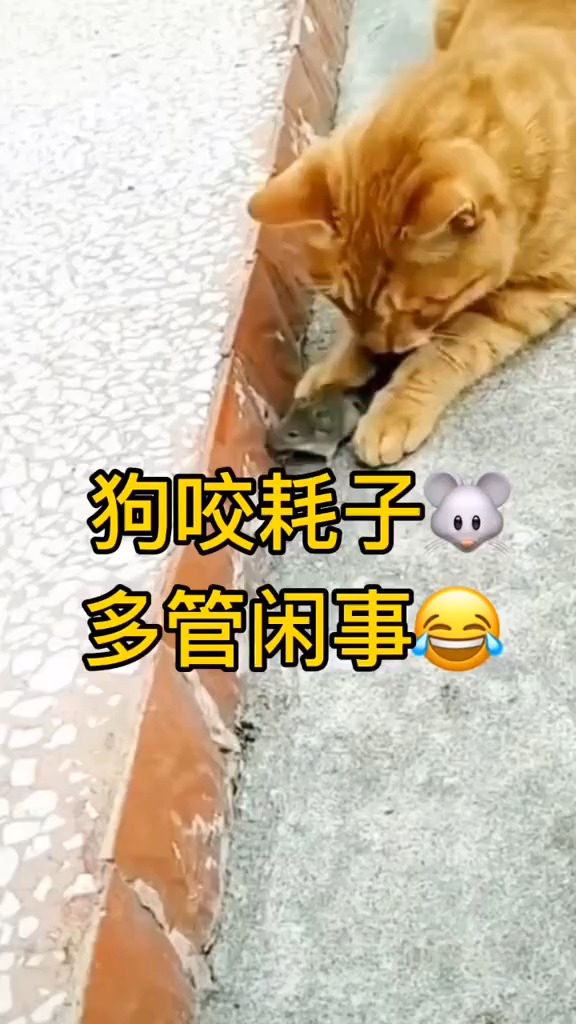 搞笑视频#狗拿耗子多管闲事儿?