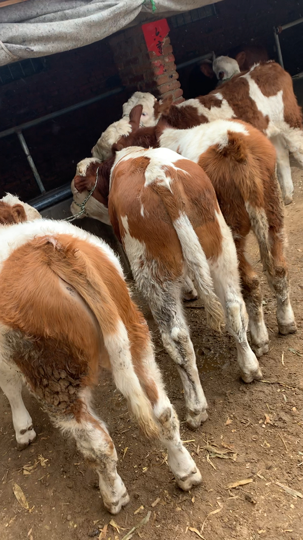 莱州肉牛老葛下乡挑选小公牛