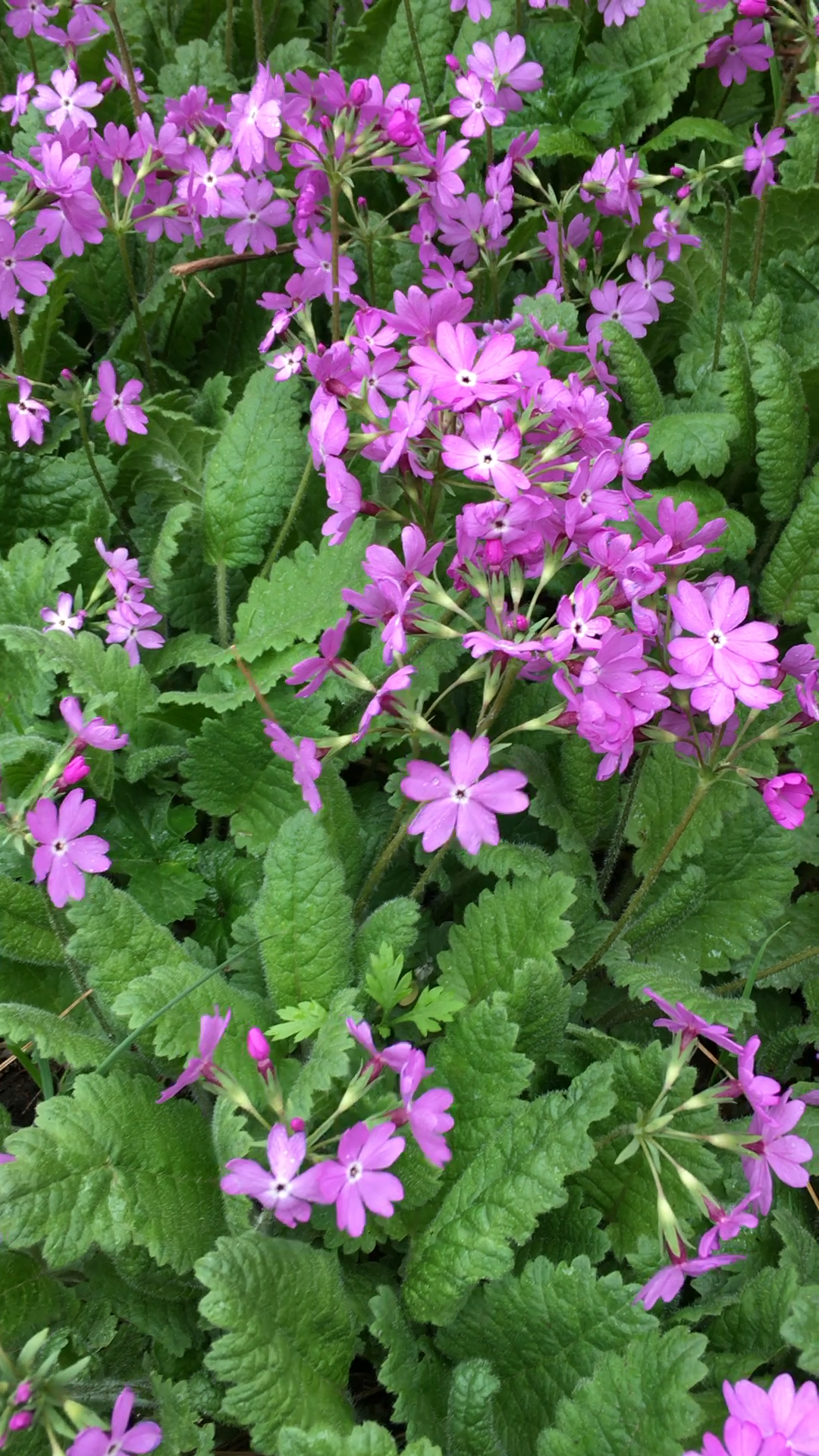 山上的野花分外香
