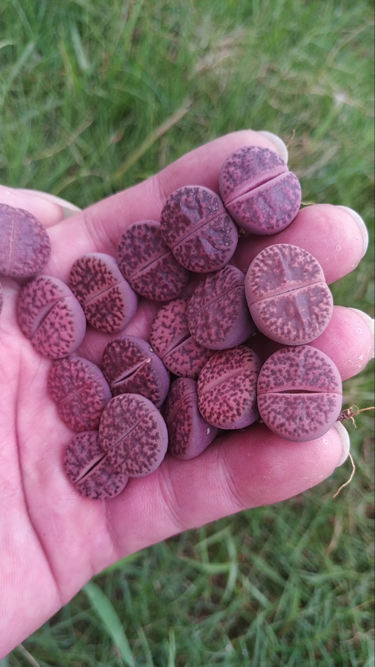 紫石榴紫柘榴玉c373a生石花