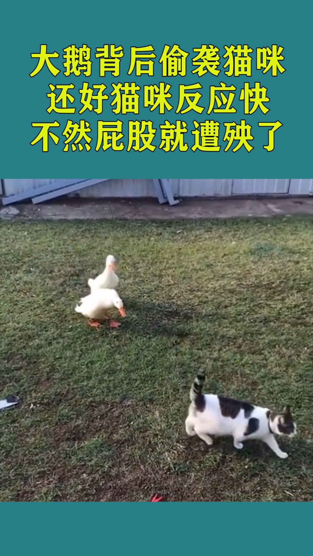 搞笑萌宠#大鹅背后偷袭猫咪,还好猫咪反应快,不然屁股就遭殃了!
