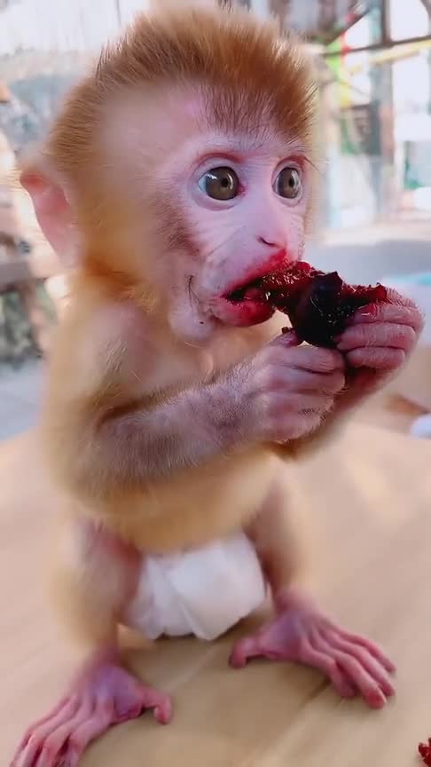 小猴子是个可爱的吃货,吃樱桃的样子肉嘟嘟好可爱!