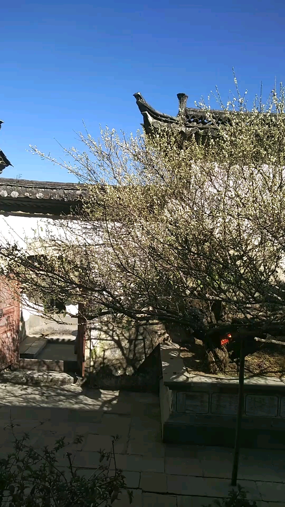 百年历史的桃梅树,太壮观了.