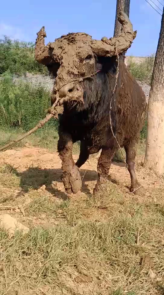 刚从泥塘里出来,水牛变泥牛了,看样子还没玩够
