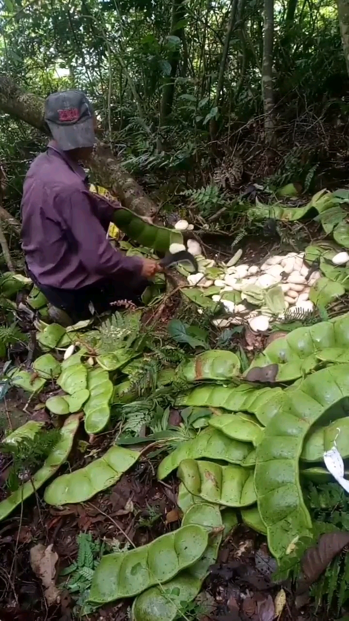 野生豆角