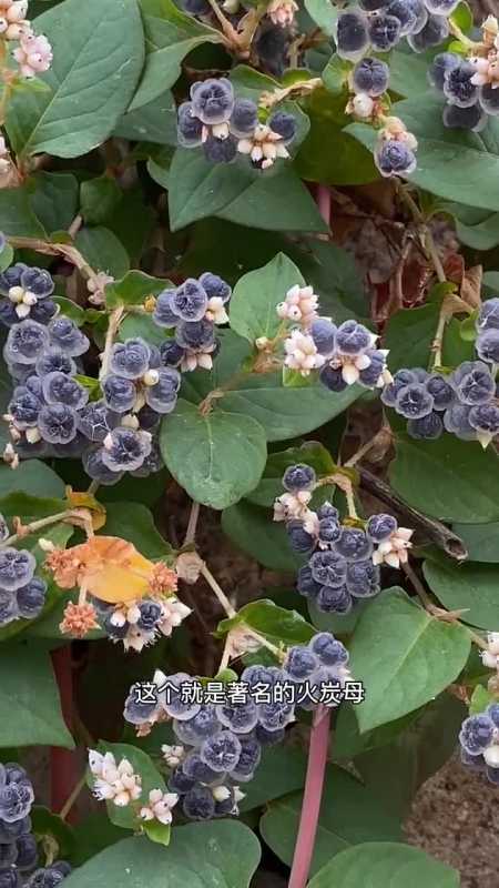 上山如果口渴了可以找火炭母吃,记住它的特征,不要找错了!