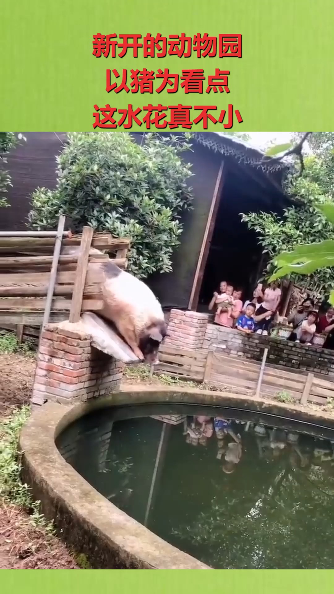 搞笑萌宠#新开的动物园,以猪为看点,这水花真不小!