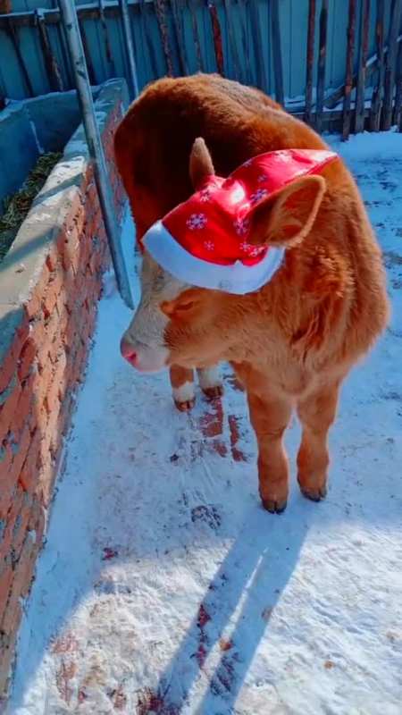 牛:主人对我真好,冬天还给我戴帽子!