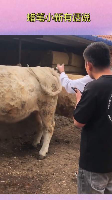 女兽医给牛打针,直接一针扎上去,一点也不心疼牛哥!-度小视