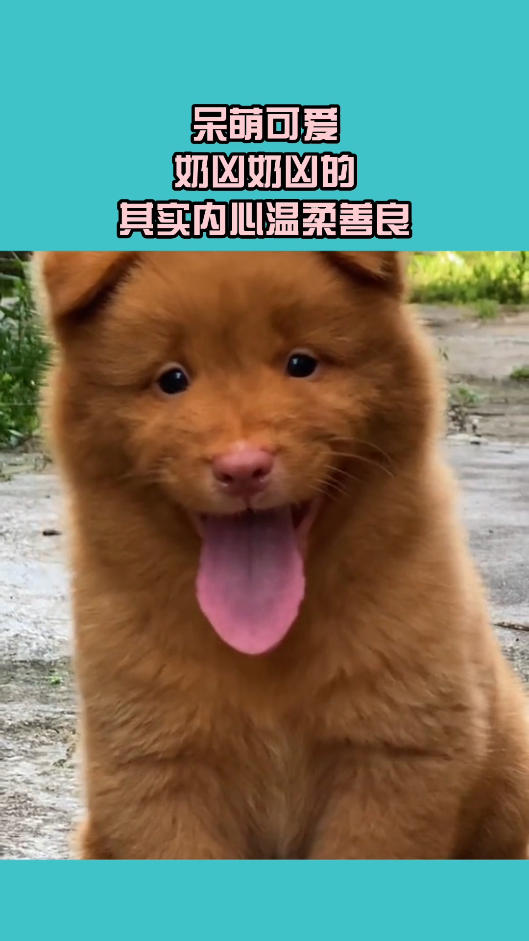 呆萌可爱奶凶奶凶的其实内心温柔善良
