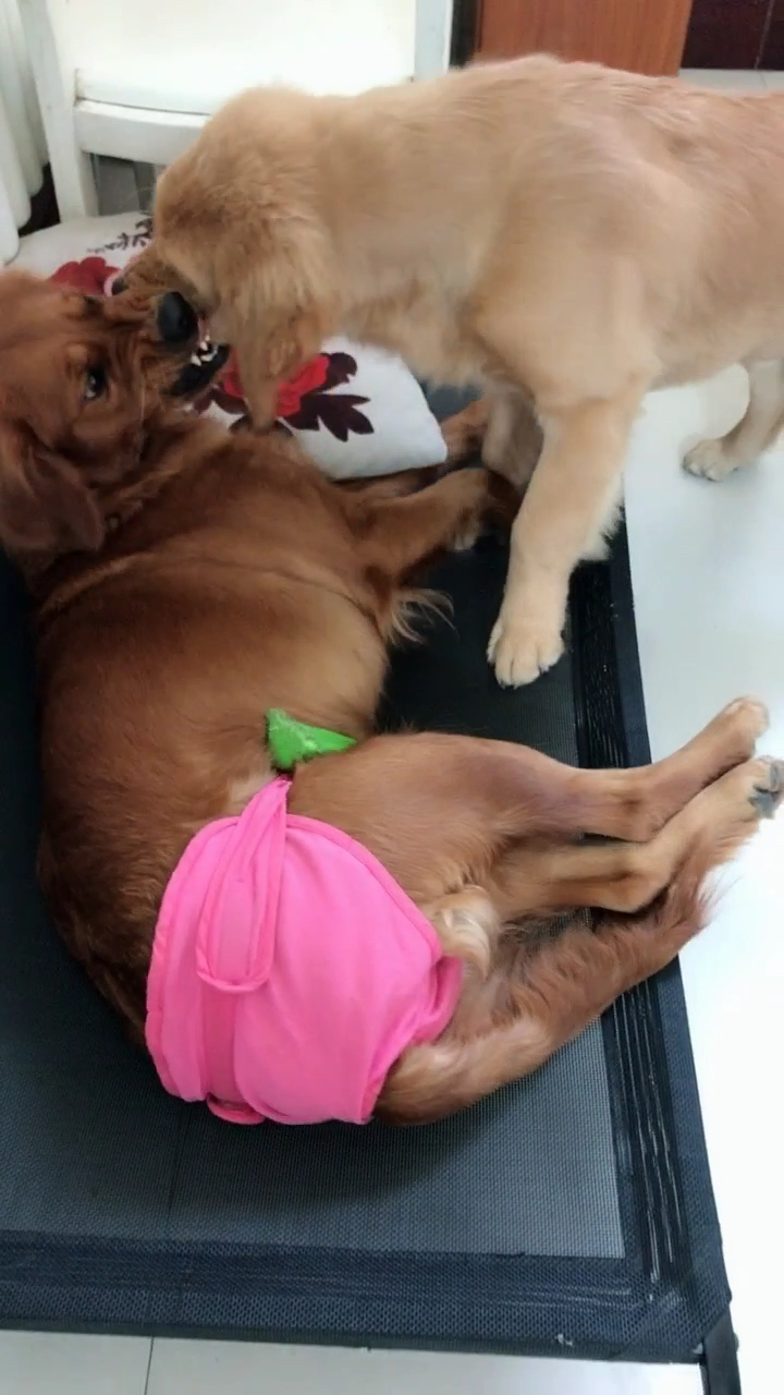 狗咬狗,一嘴毛