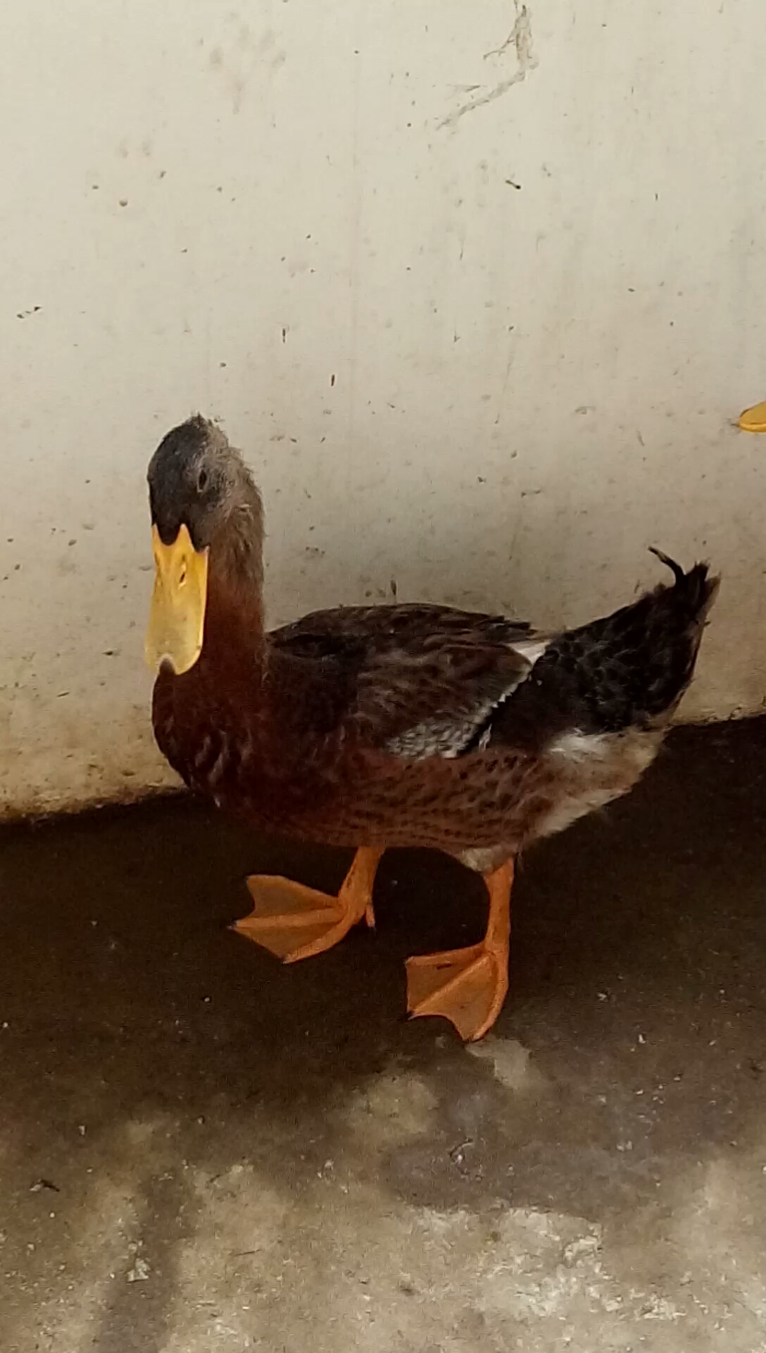 道长我想要修仙#豚鸭成精了