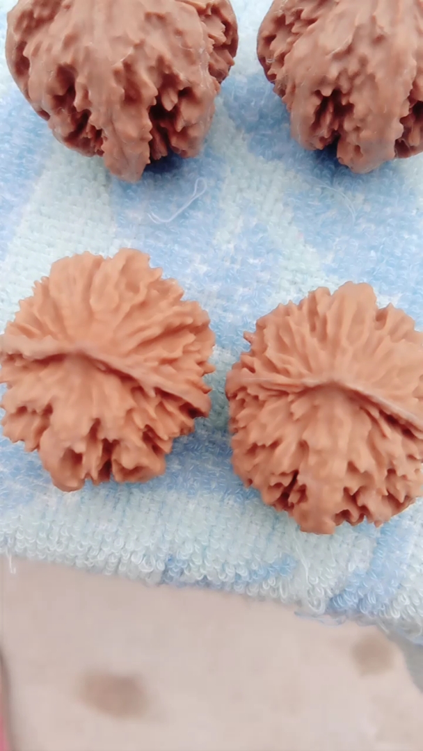 秦岭野生灯笼核桃