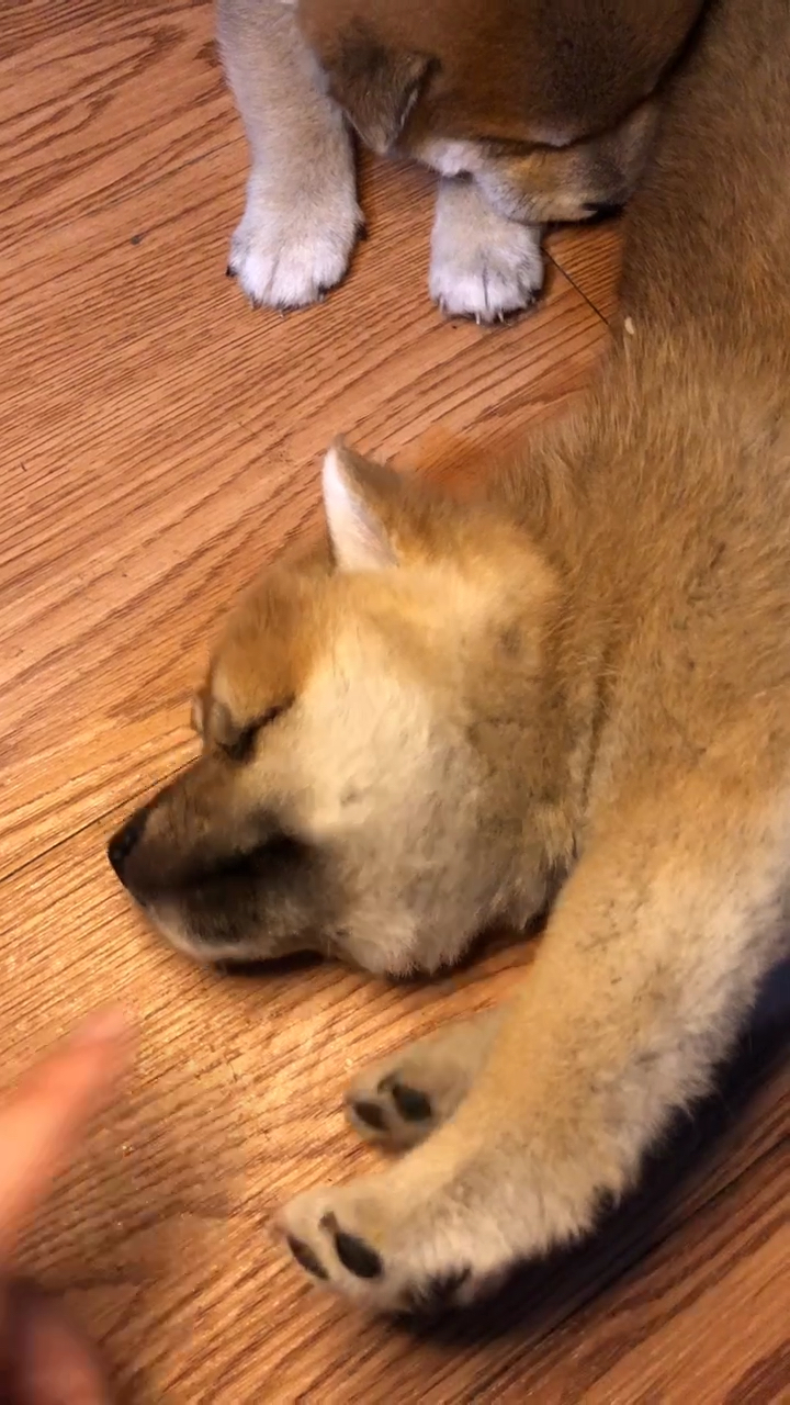 睡觉中的小柴犬,治愈系萌柴.