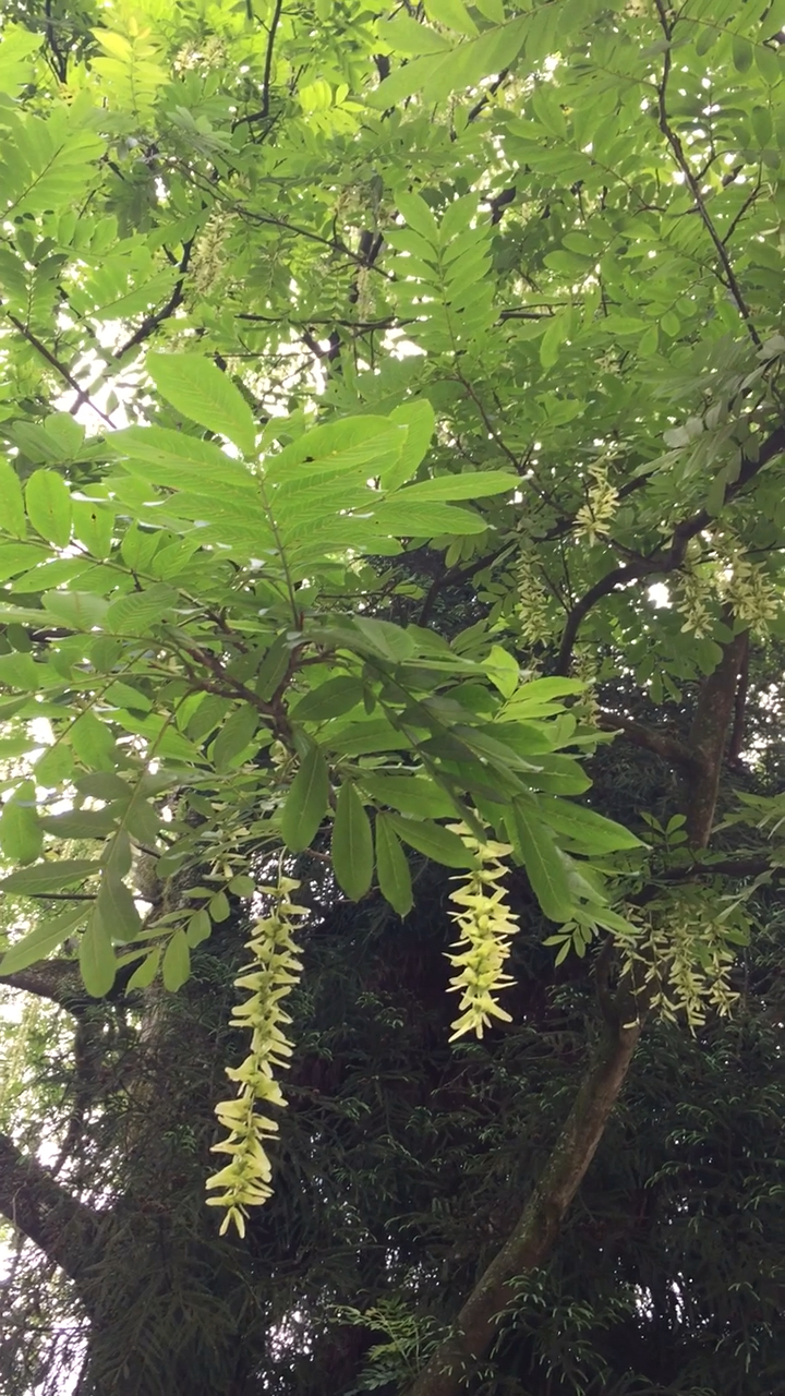 皂角开花,据说用于洗头发还可以直接食用.